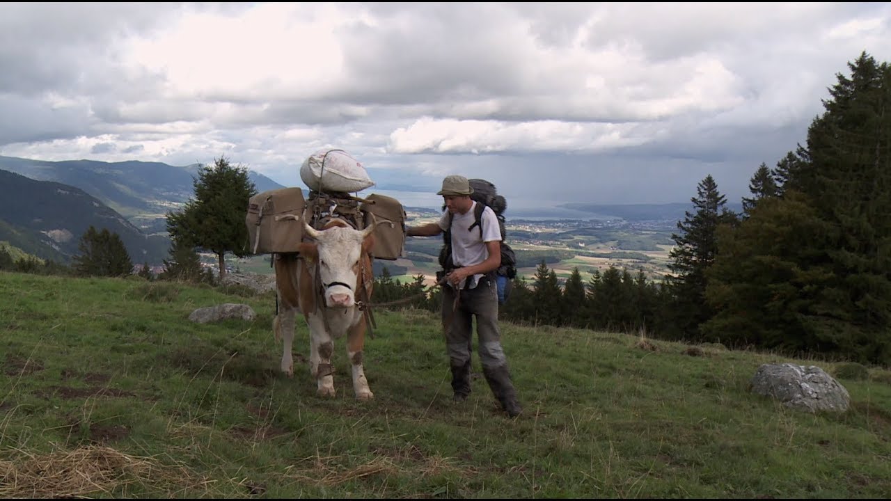 Documentaire Mon bœuf, ma liberté ou l’incroyable histoire d’amour entre un homme et un bœuf