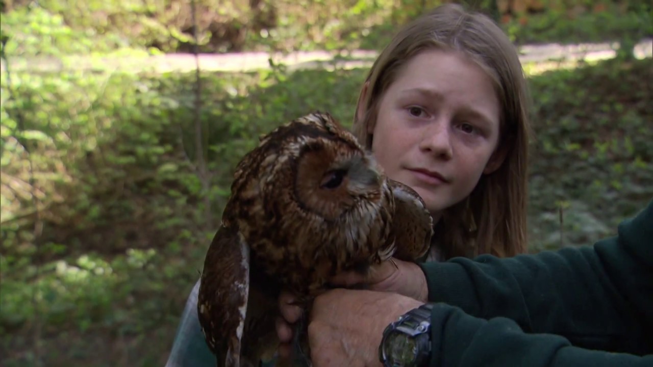 Documentaire A la recherche des yeux d’or ou la quête des chouettes si discrètes