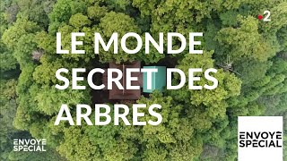 Le monde secret des arbres