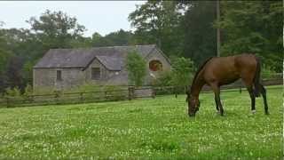 Documentaire Les plus beaux chevaux du monde