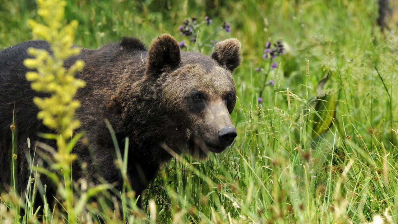 Grandeur Nature - L'ours des Pyrenées