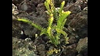 Histoire des plantes endémiques de La Réunion