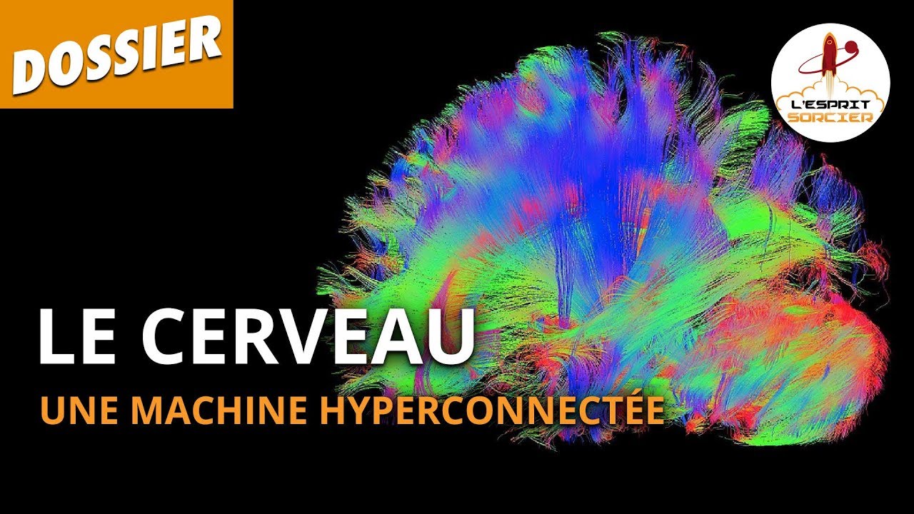 Le cerveau, une machine hyperconnectée