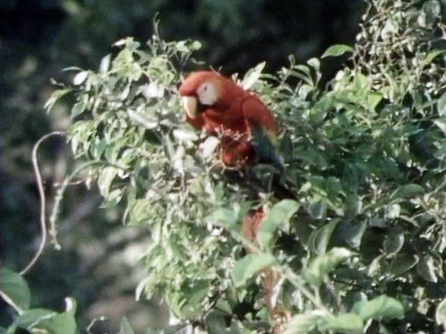 Documentaire La planète vivante, tome 2