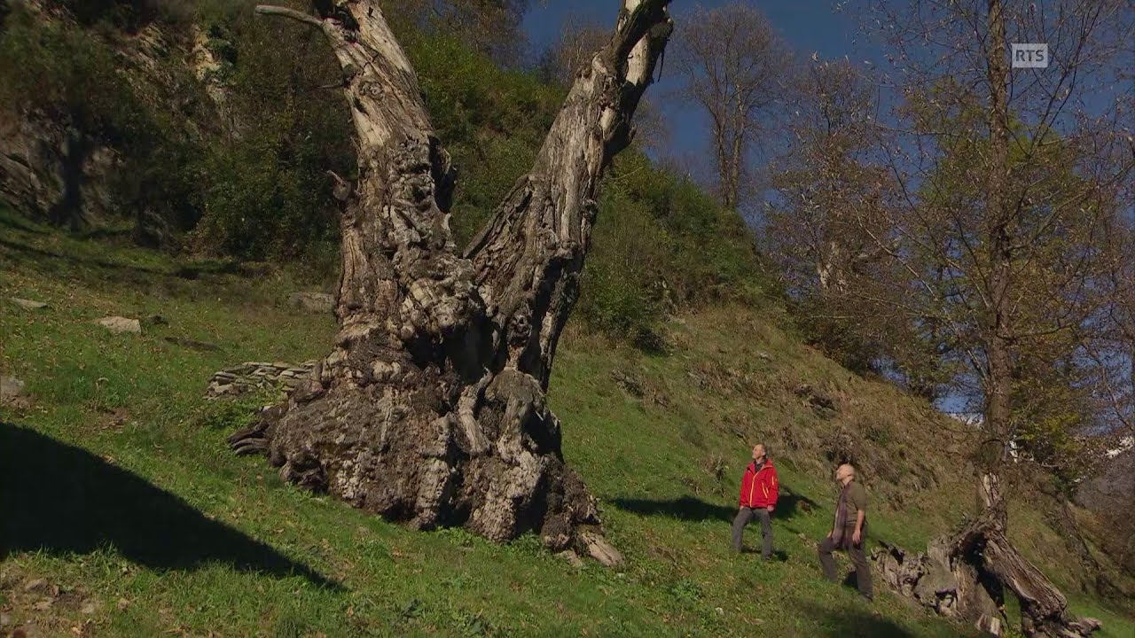 Documentaire La mémoire des châtaigniers ou la culture et la récolte des châtaignes