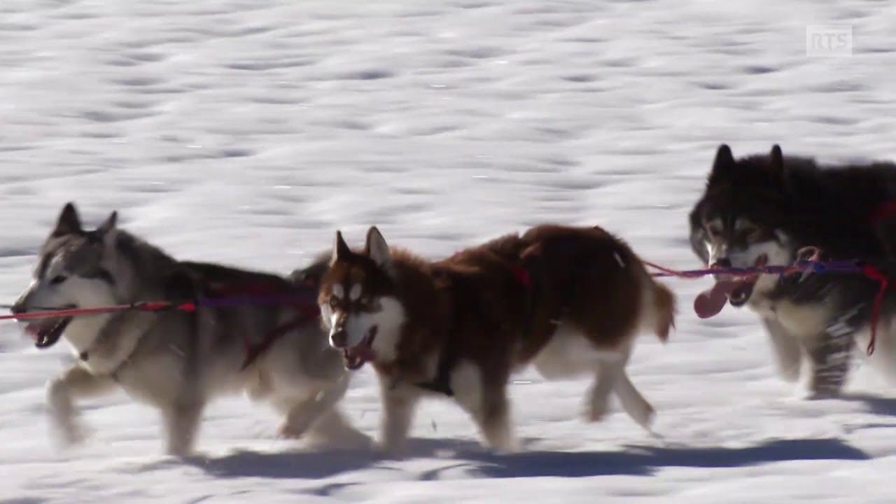 La vie au présent ou la vie authentique d’un musher vraiment pas comme les autres