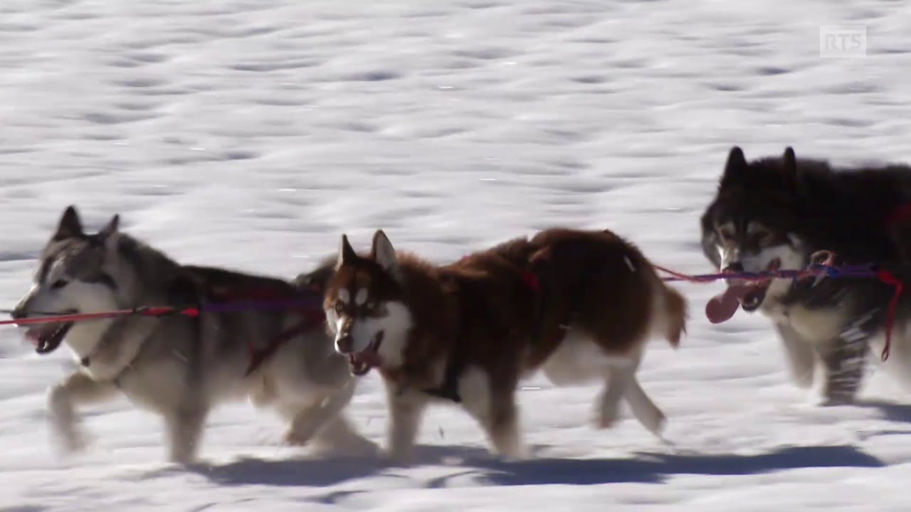 Documentaire La vie au présent ou la vie authentique d’un musher vraiment pas comme les autres