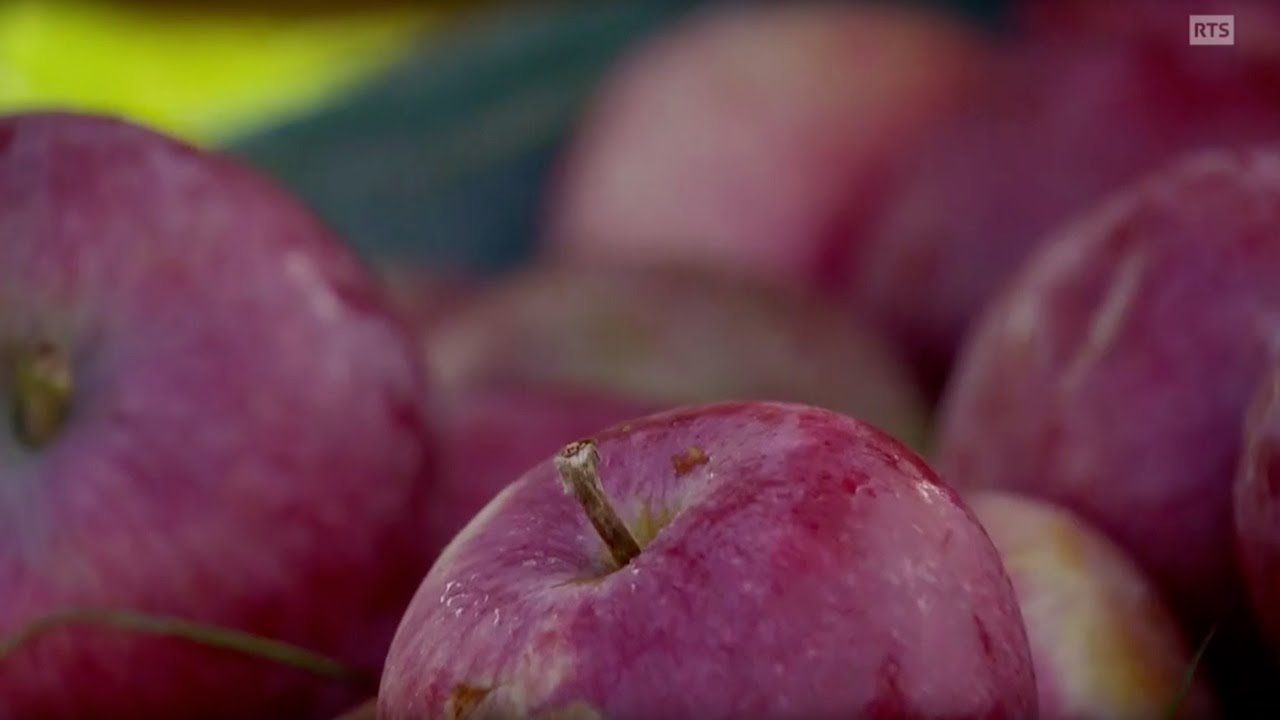 Documentaire Le goût de la maraude ou la redécouverte du patrimoine fruitier ancien de Suisse romande