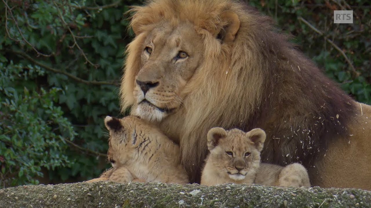 Documentaire Pensionnaires aux petits soins ou les coulisses du zoo de Bâle