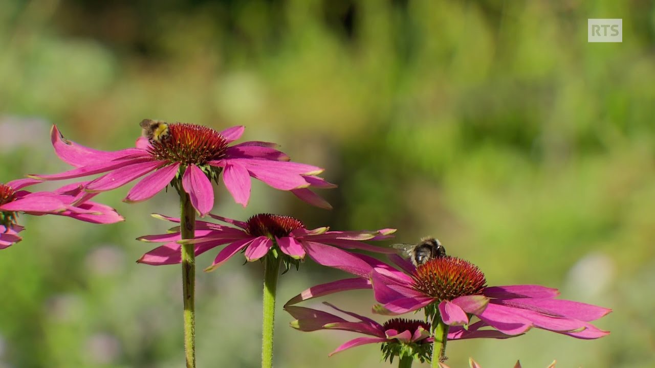 Plantes alpines, plantes divines ou le plus vieux jardin botanique alpin du monde
