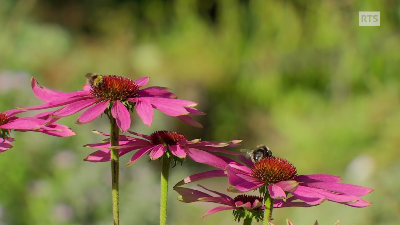 Documentaire Plantes alpines, plantes divines ou le plus vieux jardin botanique alpin du monde