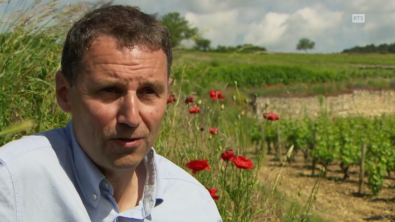 Documentaire Une histoire en bois ou la lente transformation d’un chêne en tonneau à vin