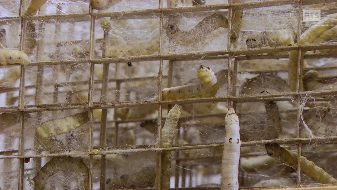 Documentaire Une histoire en soie ou le retour de la production de vers à soie en Suisse