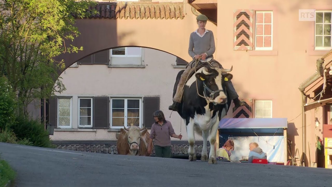 A l’école des vaches ou l’art de chuchoter à l’oreille des bovins