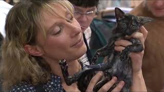 Un chat de compétition