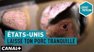 Documentaire États-Unis : laisse ton porc tranquille