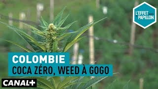 Documentaire Colombie : Coca zéro, weed à gogo