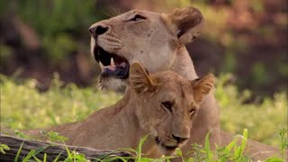 Documentaire La reine lionne