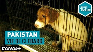 Documentaire Pakistan : vie de clébard