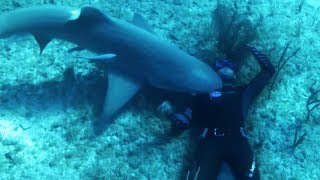 Requins, cet homme n'a peur de rien !