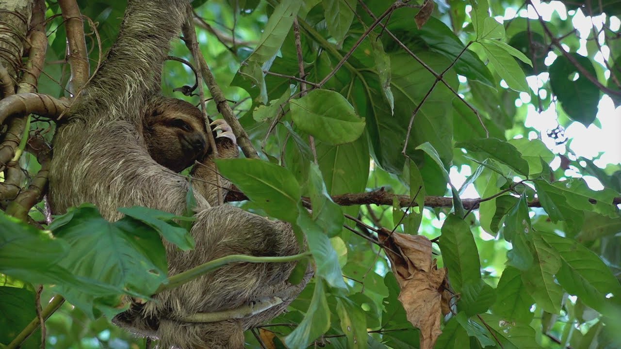 Documentaire Costa Rica grandeur nature