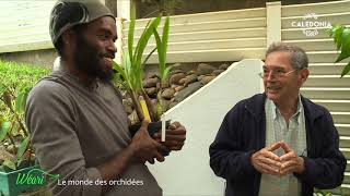 Dans le monde des orchidées