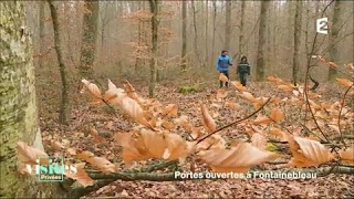 La forêt de Fontainebleau