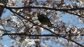 Documentaire Échappées belles – Le Japon des cerisiers en fleurs