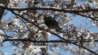 Échappées belles - Le Japon des cerisiers en fleurs