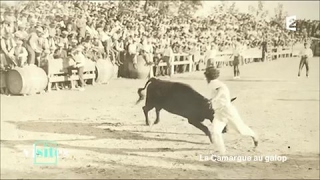 Documentaire Le taureau « le Sanglier » de Cailar