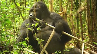 Documentaire Les chemins de l’impossible : les gorilles