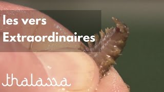 Les vers extraordinaires