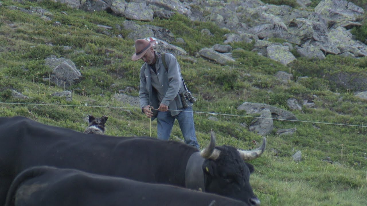 Documentaire Mon alpage pour un fromage