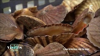 La coquille Saint-Jacques