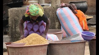 L’ambitieux défi du riz africain