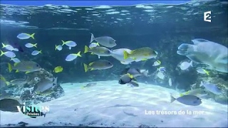 Documentaire L’aquarium de La Rochelle