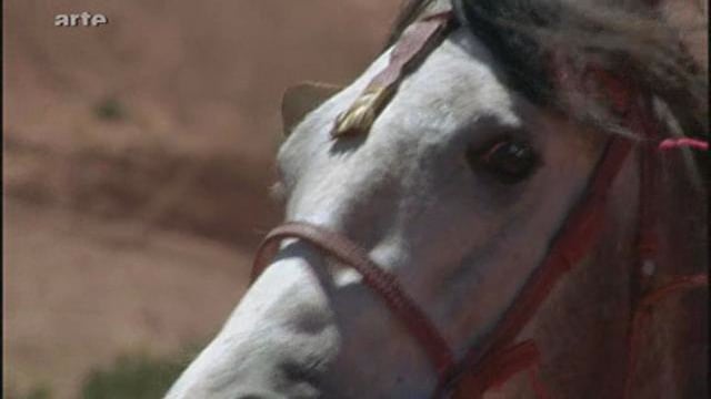 Le monde des chevaux - Le maroc