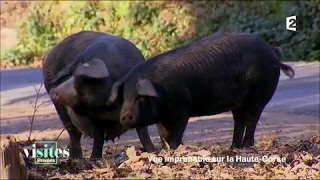 Documentaire Le porc Nustrale