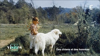 Patou des Pyrénées, chien de montagne
