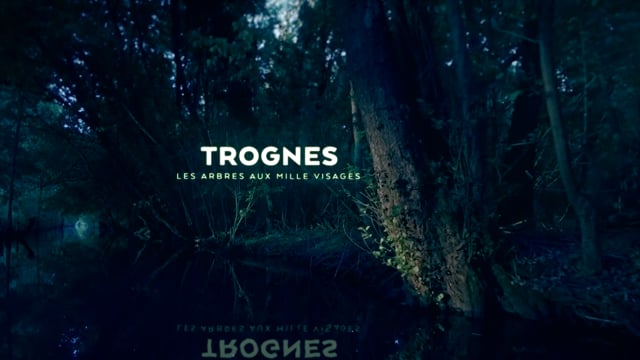 Trognes, les arbres aux mille visages