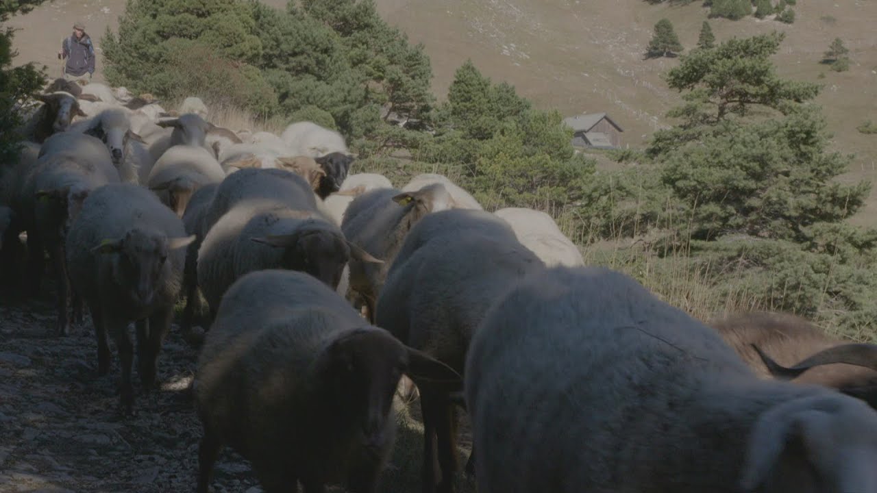 Au temps des bergers