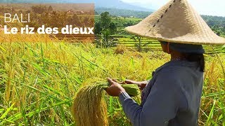 Bali – Le riz des dieux