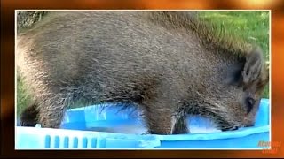 Sangliers, renards, fouines : les animaux sauvages debarquent en ville !