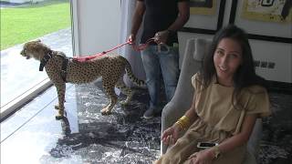 Un tigre comme animal de compagnie
