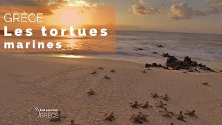 Grèce - Les tortues marines