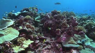Iles Cook : les trésors de l’océan