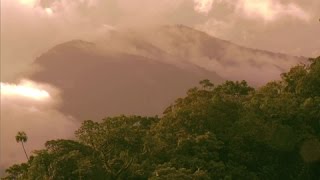 Iles salomon : la forêt, le trésor du peuple