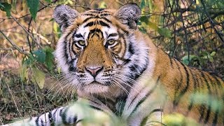Les tigres d’Inde, une espèce menacée