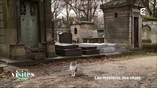 Documentaire L’école des chats de Montmartre