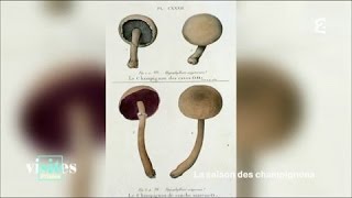 Documentaire Le champignon de Paris de Louis XIV à Napoléon – Visites privées